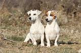 JACK RUSSEL 011